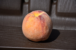 Glohaven Peach (Prunus persica 'Glohaven') at A Very Successful Garden Center