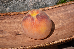 Suncrest Peach (Prunus persica 'Suncrest') at A Very Successful Garden Center
