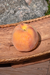 Early Elberta Peach (Prunus persica 'Early Elberta') at A Very Successful Garden Center