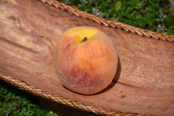 Muir Peach (Prunus persica 'Muir') at Stonegate Gardens