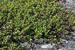 Bearberry (Arctostaphylos uva-ursi) at A Very Successful Garden Center