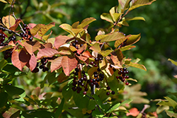 Chokecherry (Prunus virginiana) at The Mustard Seed
