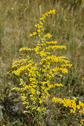 Canadian Goldenrod (Solidago canadensis) at Stonegate Gardens