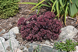 Dream Dazzler Stonecrop (Sedum 'Dream Dazzler') at A Very Successful Garden Center