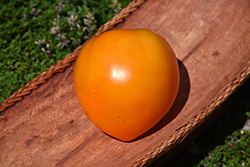 Orange Oxheart Tomato (Solanum lycopersicum 'Orange Oxheart') at A Very Successful Garden Center