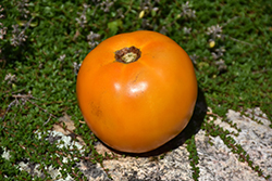 Orange Slicer Tomato (Solanum lycopersicum 'Orange Slicer') at A Very Successful Garden Center