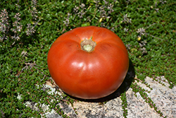 Whopper Tomato (Solanum lycopersicum 'Whopper') at A Very Successful Garden Center