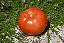 Supersonic Tomato (Solanum lycopersicum 'Supersonic') at A Very Successful Garden Center