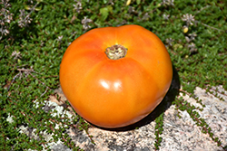 Chef's Choice Orange Tomato (Solanum lycopersicum 'Chef's Choice Orange') at A Very Successful Garden Center