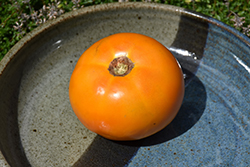 SunrayTomato (Solanum lycopersicum 'Sunray') at A Very Successful Garden Center
