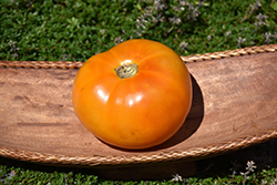 Yellow Slicer Tomato (Solanum lycopersicum 'Yellow Slicer') at A Very Successful Garden Center