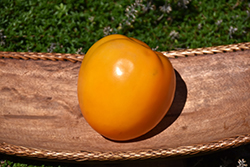 Solar Power Tomato (Solanum lycopersicum 'Solar Power') at A Very Successful Garden Center