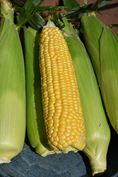 Supersweet Corn (Zea mays 'Supersweet') at A Very Successful Garden Center