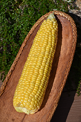 Honey Select Sweet Corn (Zea mays 'Honey Select') at A Very Successful Garden Center