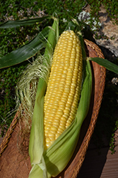 Early Xtra Sweet Corn (Zea mays 'Early Xtra Sweet') at A Very Successful Garden Center