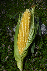 Early Sunglow Sweet Corn (Zea mays 'Early Sunglow') at A Very Successful Garden Center