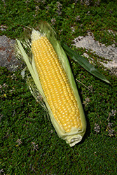 Sweetness Corn (Zea mays 'Sweetness') at A Very Successful Garden Center