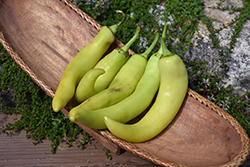 Banana Pepper (Capsicum annuum 'Banana') at A Very Successful Garden Center