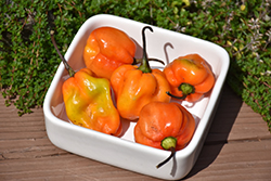 Habanero Orange Pepper (Capsicum chinense 'Habanero Orange') at A Very Successful Garden Center