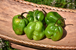 Habanero Green Pepper (Capsicum chinense 'Habanero Green') at A Very Successful Garden Center