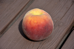 Hale Haven Peach (Prunus persica 'Halehaven') at A Very Successful Garden Center