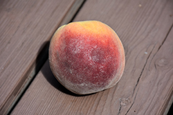 Eldorado Peach (Prunus persica 'Eldorado') at A Very Successful Garden Center