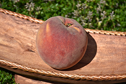 Allstar Peach (Prunus persica 'Allstar') at A Very Successful Garden Center