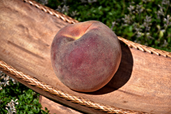 Flavorcrest Peach (Prunus persica 'Flavorcrest') at A Very Successful Garden Center