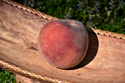 Loring Peach (Prunus persica 'Loring') at A Very Successful Garden Center
