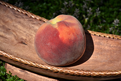 Ventura Peach (Prunus persica 'Ventura') at A Very Successful Garden Center