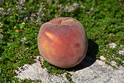 Elegant Lady Peach (Prunus persica 'Elegant Lady') at Stonegate Gardens