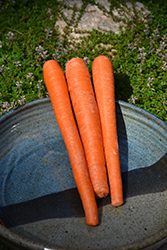 Danvers Half-long Carrot (Daucus carota var. sativus 'Danvers') at A Very Successful Garden Center