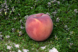 Tex Royal Peach (Prunus persica 'TexRoyal') at Stonegate Gardens