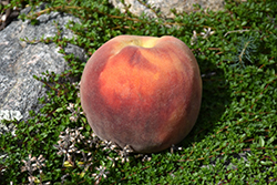 Harken Peach (Prunus persica 'Harken') at A Very Successful Garden Center
