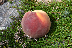 Flamin' Fury PF Legendary Peach (Prunus persica 'PF Legendary') at A Very Successful Garden Center
