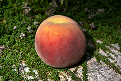 Peachy Keen Peach (Prunus persica 'Peachy Keen') at Stonegate Gardens