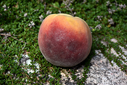 Contender Peach (Prunus persica 'Contender') at A Very Successful Garden Center