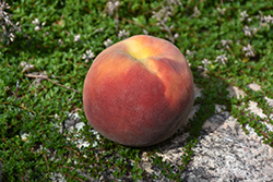 Eva's Pride Peach (Prunus persica 'Eva's Pride') at A Very Successful Garden Center