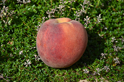 August Pride Peach (Prunus persica 'August Pride') at A Very Successful Garden Center