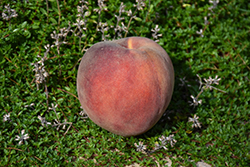 O'Henry Peach (Prunus persica 'O'Henry') at A Very Successful Garden Center