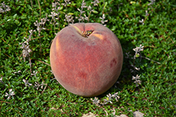 Fairhaven Peach (Prunus persica 'Fairhaven') at A Very Successful Garden Center