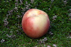 Arctic Supreme Peach (Prunus persica 'Arctic Supreme') at Lakeshore Garden Centres