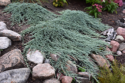 Icee Blue Juniper (Juniperus horizontalis 'Icee Blue') at A Very Successful Garden Center