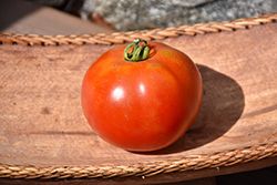 Siletz Tomato (Solanum lycopersicum 'Siletz') at A Very Successful Garden Center