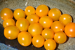Chello Tomato (Solanum lycopersicum 'Chello') at A Very Successful Garden Center