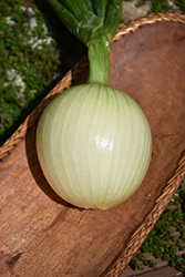Cortland Onion (Allium cepa 'Cortland') at A Very Successful Garden Center