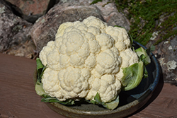 Snow Crown Cauliflower (Brassica oleracea var. botrytis 'Skywalker') at A Very Successful Garden Center