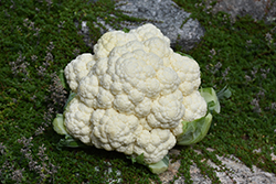 Minuteman Cauliflower (Brassica oleracea var. botrytis 'Minuteman') at A Very Successful Garden Center