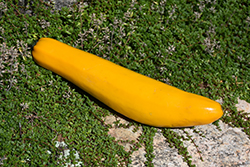 Goldy Zucchini (Cucurbita pepo var. cylindrica 'Goldy') at A Very Successful Garden Center