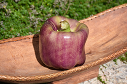 Lilac Sweet Pepper (Capsicum annuum 'Lilac') at A Very Successful Garden Center